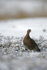 Red grouse, Lagopus lagopus