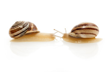 Snails