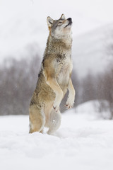 European Gray Wolf
