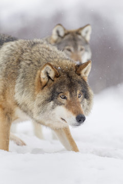 Fototapeta European Gray Wolf