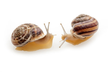 Snails