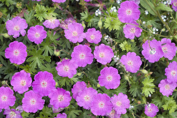 Blutstorchschnabel, Geranium, sanguineum,