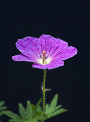 Naklejka premium Blutstorchschnabel, Geranium, sanguineum,