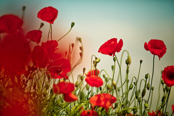 Fototapeta premium Maki na letniej łące