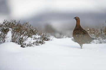Red grouse, Lagopus lagopus