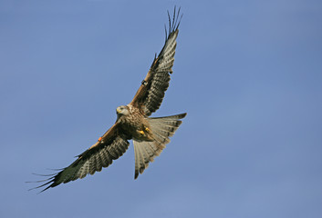 Obraz premium Red kite, Milvus milvus