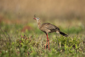 Red-legged seriema,  Cariama cristata