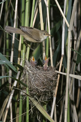 Reed warbler, Acrocephalus scirpaceus,