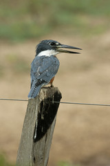 Ringed kingfisher, Megaceryle torquata