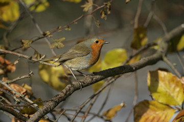 Robin, Erithacus rubecula