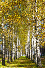 Fototapeta premium Autumn birch with yellow leaves