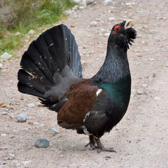 Capercaillie (Auerhahn)