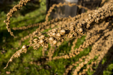 plant flies in autumn wind