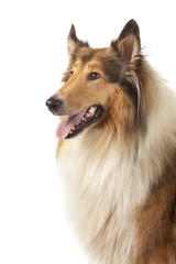 Rough Collie