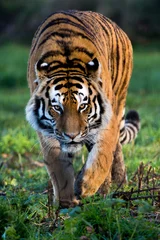 Crédence de cuisine en verre imprimé Tigre Tigre de Sibérie