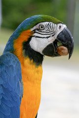 Fototapeta premium arara brazilian bird
