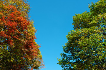 Fototapeta na wymiar Kolorowe niebo i liści klonu