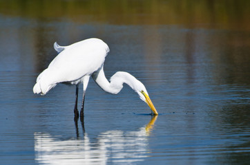 Great Egret Hunting for Fish in Autumn