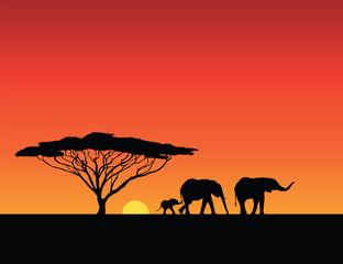 Naklejka na ściany i meble Sunset Africa elephants family
