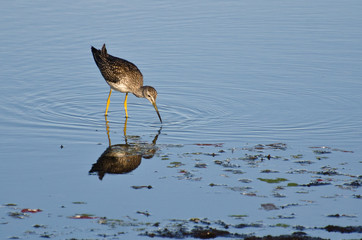 Lone Sandpiper in Shallow Water