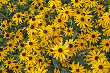 Bright Yellow Daisies