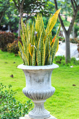 species of perennials also called shrubs