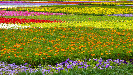 carpet of flowers