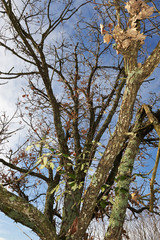 quercia