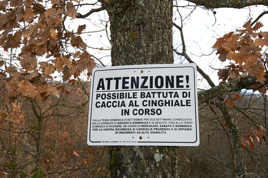 cinghiali