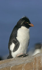 Rockhopper penguin, Eudyptes chrysocome