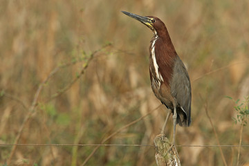 Rufescent tiger-heron, Tigrisoma lineatum