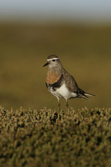 Rufous-chested dotterel, Charadrius modestus