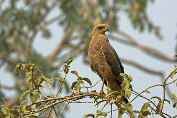 Savanna hawk, Buteogallus meridionalis