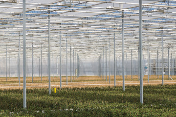 Cultivation of fuchsia in a Dutch greenhouse
