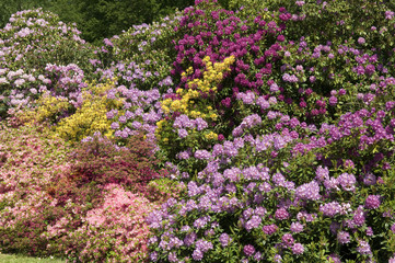 Fototapeta premium Rhododendronpark, Mueritz,