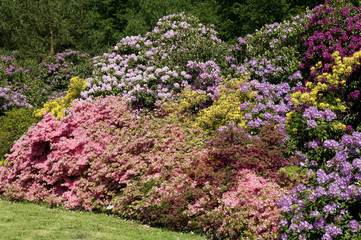 Rhododendronpark, Mueritz,