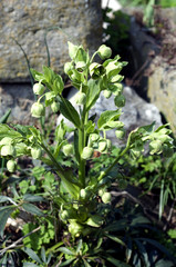 Stinkende, Nieswurz, Helleborus, foetidus, Palmblatt-Schneerose,