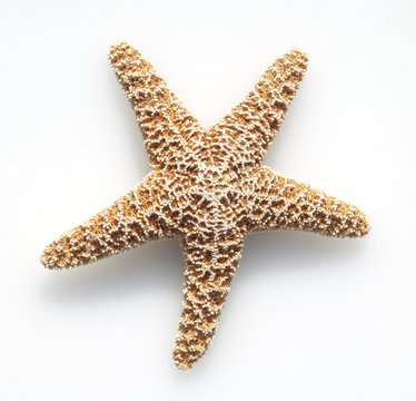 Seestern, Asteroidea,