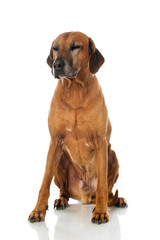 Obraz premium Rhodesian Ridgeback