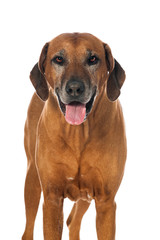 Rhodesian Ridgeback