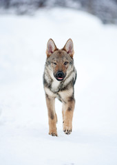 young male of czeckhoslovakian wolfdog