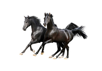 Fototapeta na wymiar dwa czarne koni arabskich na białym