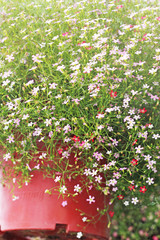 Gypsophila flowers - pink flowers in garden