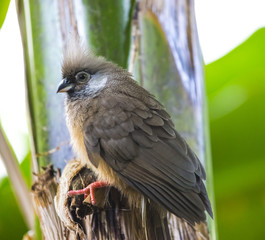  Speckled Mousebird Colius - striatus