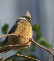  Speckled Mousebird Colius - striatus