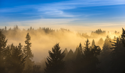 Naklejka na ściany i meble Thick fog over trees and blue sky
