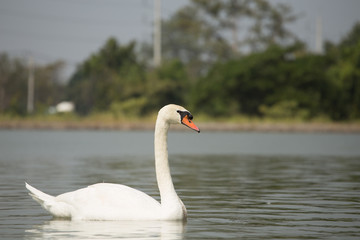 White swan