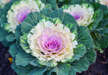 Obraz premium Kalle cabbage