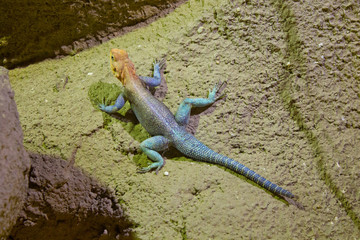 lizard