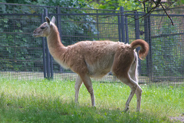 lama in a zoo